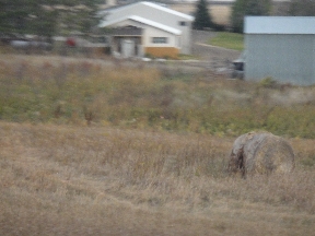 Rolled-up hay bale